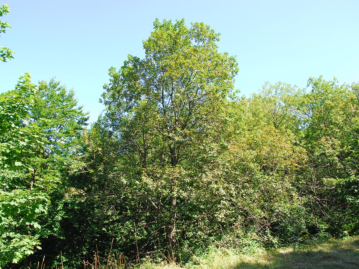 Habitus